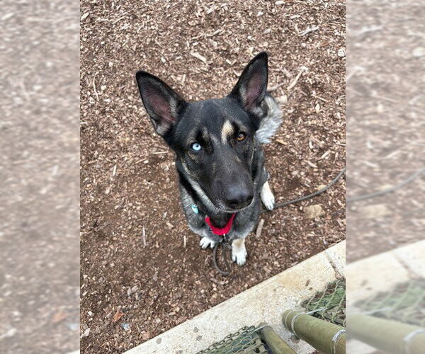 Medium Photo #1 German Shepherd Dog Puppy For Sale in Waterford, VA, USA