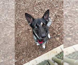 German Shepherd Dog Dogs for adoption in Waterford, VA, USA