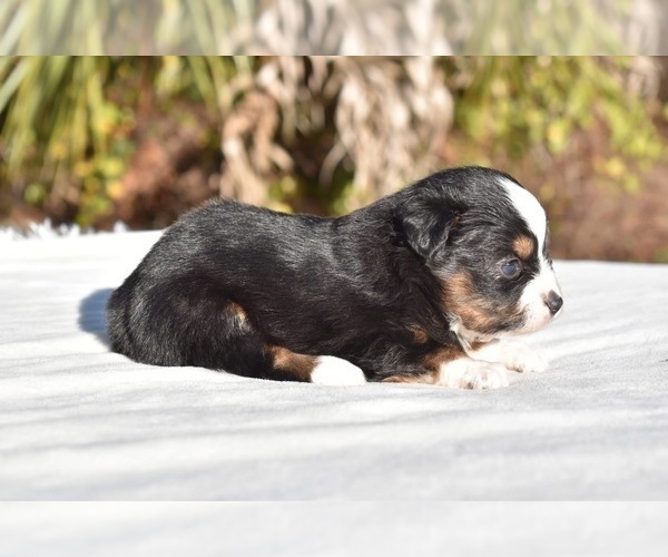 Medium Photo #7 Miniature American Shepherd Puppy For Sale in PALM COAST, FL, USA