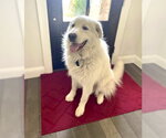 Small #7 Great Pyrenees