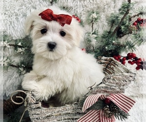 Maltese Puppy for sale in WINSLOW, AR, USA