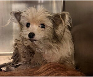 Cairn Terrier-Unknown Mix Dogs for adoption in Rancho Cucamonga, CA, USA
