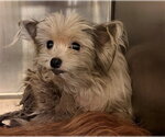 Small Cairn Terrier Mix