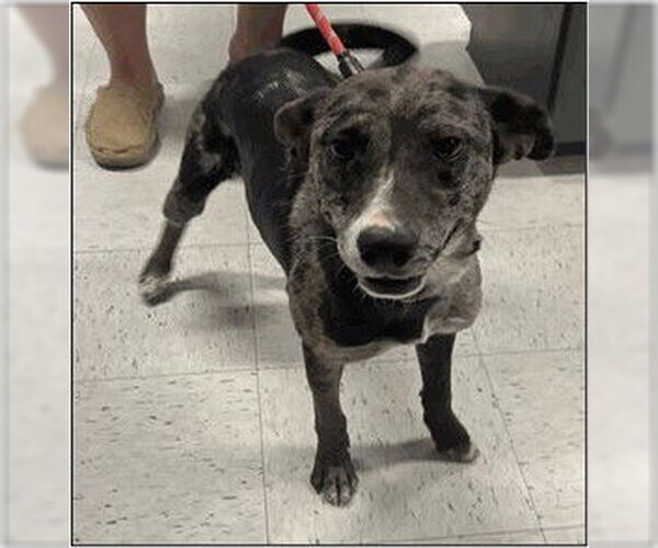 Medium Photo #1 Australian Kelpie-Catahoula Leopard Dog Mix Puppy For Sale in Frisco, CO, USA