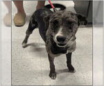 Small Australian Kelpie-Catahoula Leopard Dog Mix