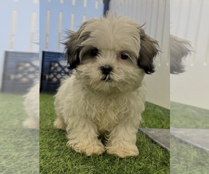 Mal-Shi Puppy for sale in INDIANAPOLIS, IN, USA