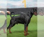 Small #11 Doberman Pinscher