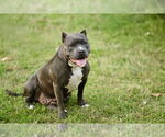 Small #3 American Staffordshire Terrier