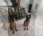 Small #2 German Shepherd Dog