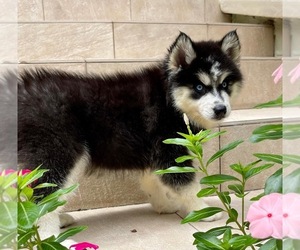 Pomsky Puppy for Sale in WINDERMERE, Florida USA