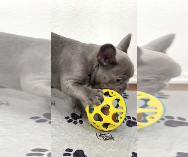Medium Photo #10 French Bulldog Puppy For Sale in BOSTON, KY, USA