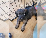 Puppy 3 Aussiedoodle Miniature -German Shepherd Dog Mix