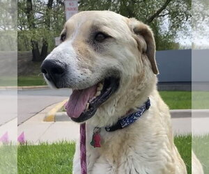 Anatolian Shepherd Dogs for adoption in Minneapolis, MN, USA