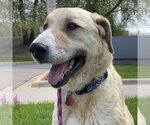 Small Anatolian Shepherd