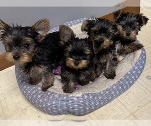 Yorkshire Terrier Puppy for sale in CHIPPEWA FALLS, WI, USA