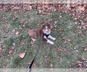 Australian Shepherd Puppy for sale in LINCOLN PARK, MI, USA