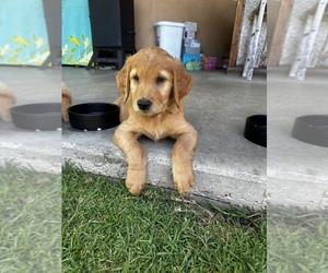 Golden Retriever Puppy for sale in ONTARIO, CA, USA