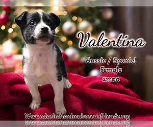 Australian Shepherd-Colonial Cocker Spaniel Mix Dogs for adoption in Anchorage, AK, USA