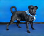 Small #2 Pug