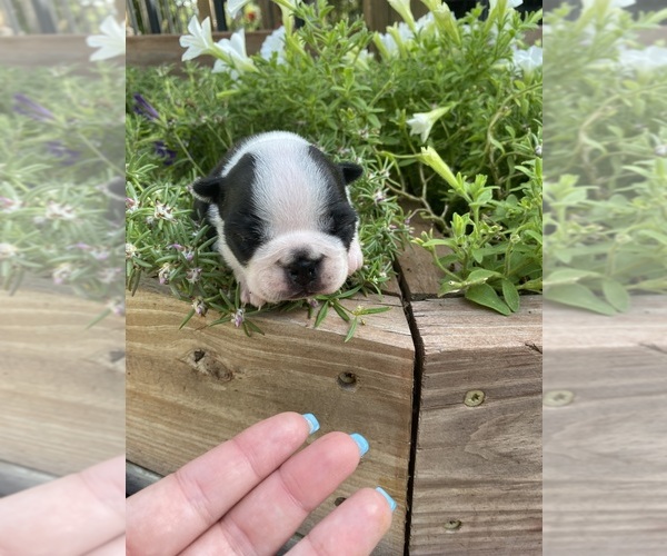 Medium Photo #5 Boston Terrier Puppy For Sale in FREDONIA, KS, USA