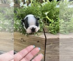 Small #4 Boston Terrier