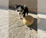 Puppy Miss Cleo Pomsky
