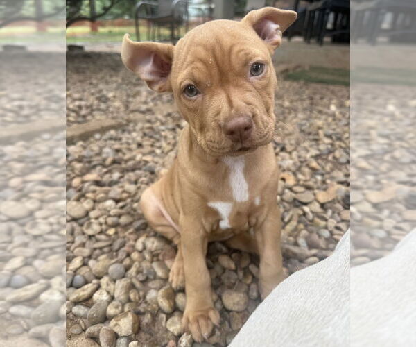 Medium Photo #13 Bullboxer Pit Puppy For Sale in OKLAHOMA CITY, OK, USA