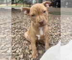 Small #12 Bullboxer Pit