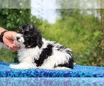 Small #6 Poodle (Toy)