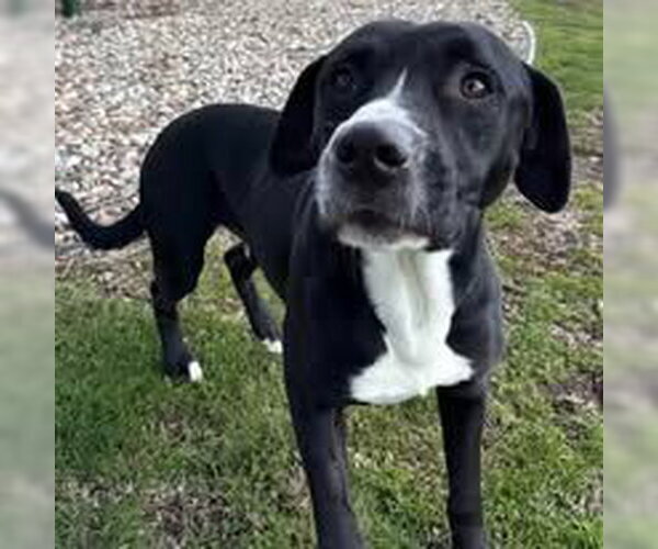 Medium Photo #1 Labrador Retriever-Unknown Mix Puppy For Sale in La Porte, IN, USA