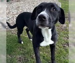 Small Labrador Retriever Mix