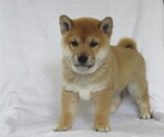 Small Photo #2 Shiba Inu Puppy For Sale in BLUFORD, IL, USA