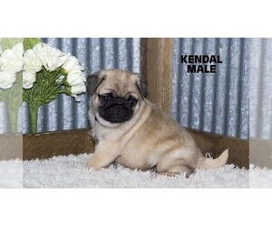 Pug Puppy for Sale in CLARE, Michigan USA