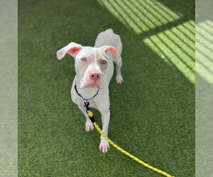 Mutt Dogs for adoption in Las Vegas, NV, USA