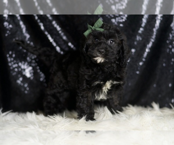 Medium Photo #6 Cavapoo Puppy For Sale in WARSAW, IN, USA