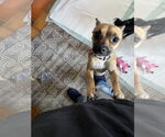 Small #1 Chihuahua Mix