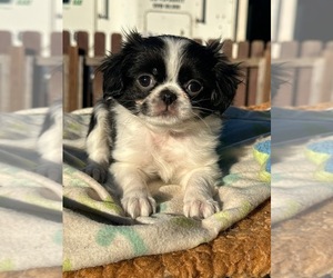 Jatzu Puppy for sale in SALEM, OR, USA