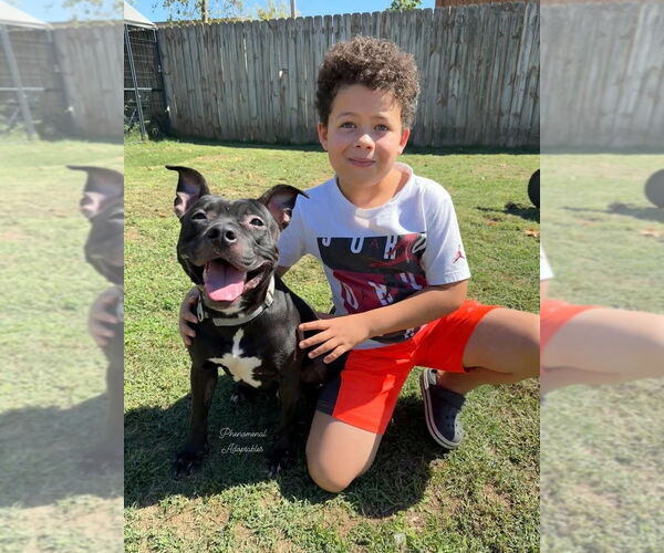 Medium Photo #4 Mutt Puppy For Sale in Evansville, IN, USA