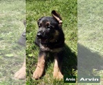 Small Photo #1 German Shepherd Dog Puppy For Sale in EVANS, WA, USA