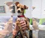 Small #1 Chihuahua Mix