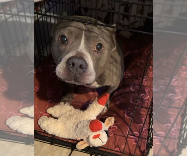 Medium Photo #5 Mutt Puppy For Sale in Hillsboro, NH, USA