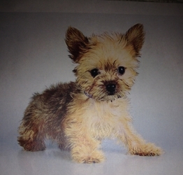Yorkshire Terrier Puppy for sale in baltimore, MD, USA