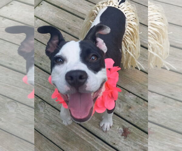 Medium Photo #3 American Pit Bull Terrier-Unknown Mix Puppy For Sale in Murfreesboro, NC, USA