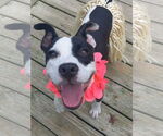 Small #2 American Pit Bull Terrier Mix