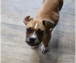 Small #9 Boxer