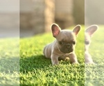 Small #5 French Bulldog