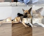 Small #3 German Shepherd Dog