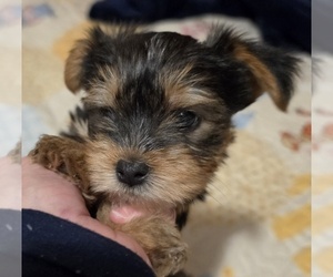 Yorkshire Terrier Puppy for sale in MADISON, WI, USA
