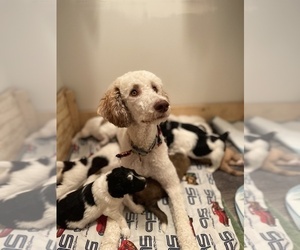 Mother of the Aussiedoodle puppies born on 10/05/2021