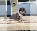 Puppy Lilly French Bulldog
